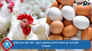 تغيّر جديد في أسعار الدواجن والبيض اليوم.. فكم بلغ سعر الفراخ البيضاء؟